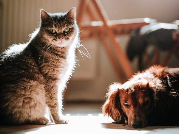 los resfriados de los gatos son contagiosos para los perros