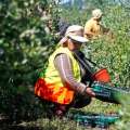 SNA hace llamado a “faena cero” en el agro por ola de calor