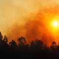 Gremios de la madera advierten graves consecuencias del proyecto de Ley de Incendios