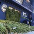 PDI Ñuble ha incautado 4.795 plantas de cannabis y 56 kilos de marihuana a granel en menos de una semana