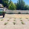 Carabineros incauta 307 plantas de cannabis en sector rural de Yungay