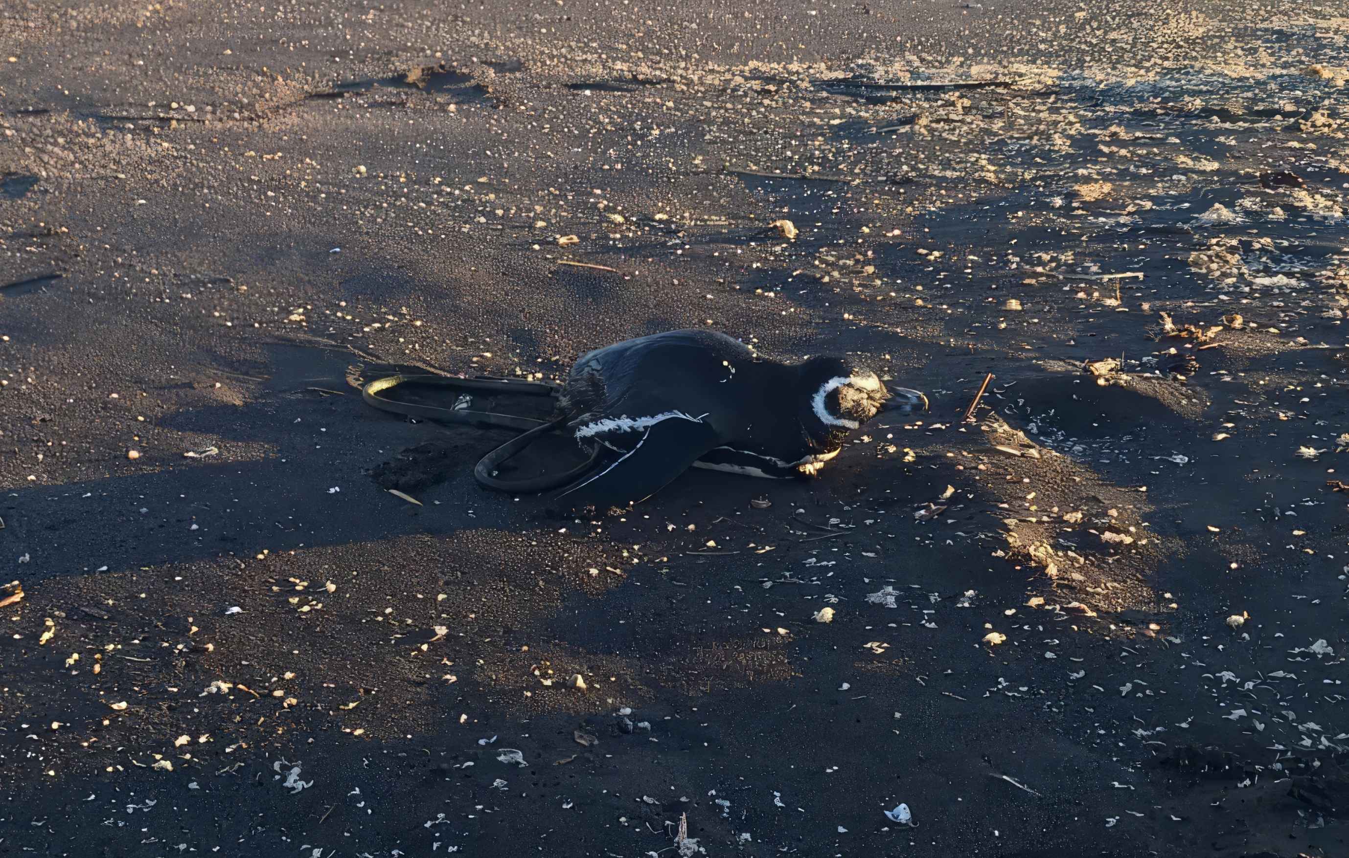 Pingüino de Magallanes herido varó en Cobquecura y fue trasladado a centro de atención en Concepción