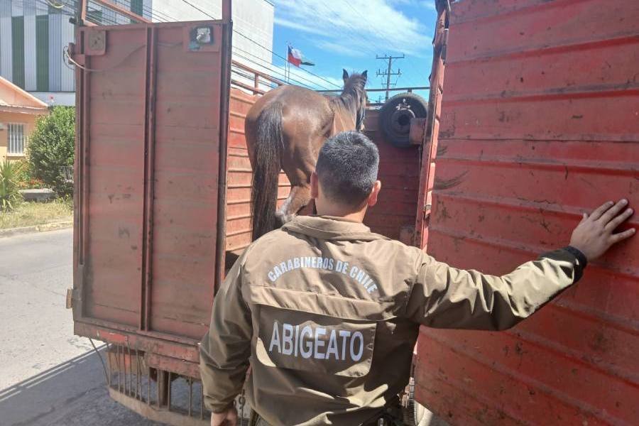 Detienen en San Carlos a conductor que transportaba caballo sin documentación legal