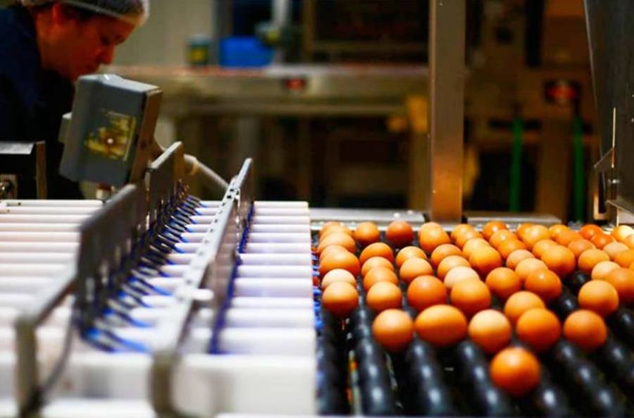 Crece producción de huevos en agosto de la mano de un consumo récord