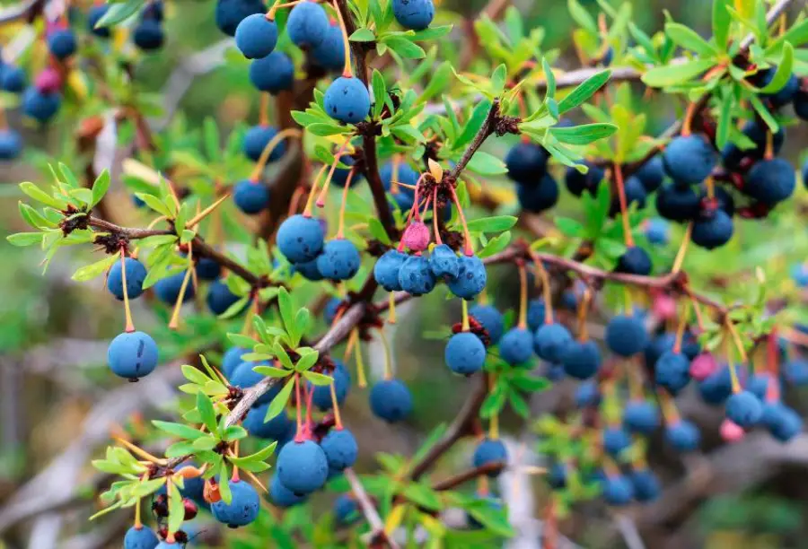 Exponen positivos resultados del calafate para combatir enfermedades cardiovasculares