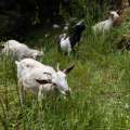 Cabras permiten limpiar suelos para evitar incendios forestales