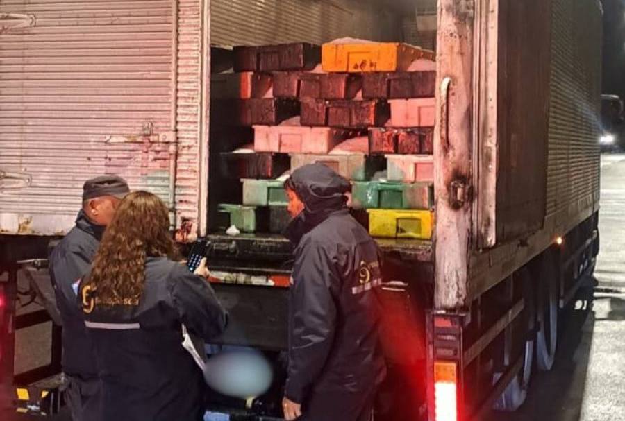 Incautan más de 9 toneladas de merluza de origen ilegal en control carretero en Ruta del Itata