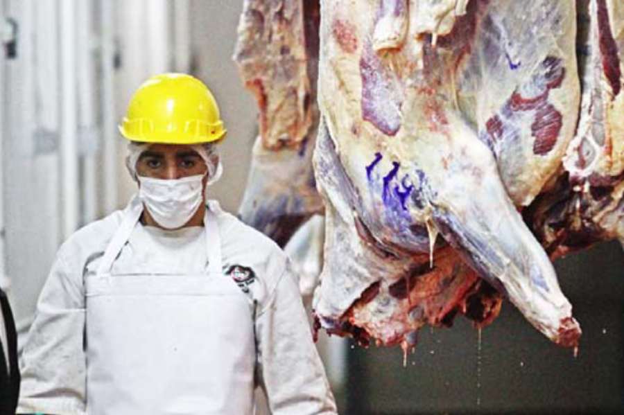Producción de carne de vacuno en Ñuble cae por cuarto mes