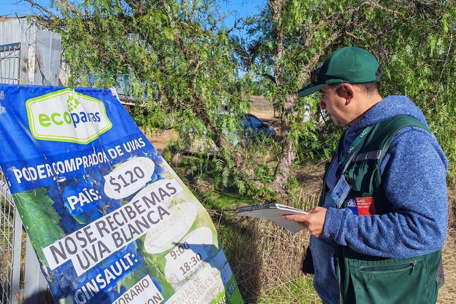 SAG refuerza fiscalizaciones a centros de acopio de uva vinífera en Ñuble
