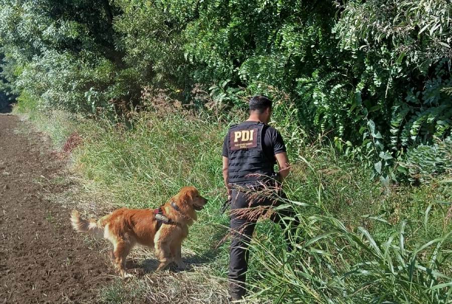 Canes y un dron se suman a la búsqueda de vecino desaparecido en Ñiquén