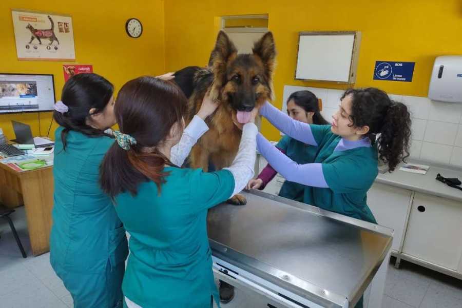 Comenzó nuevo ciclo de entrevistas a expertos de la Facultad de Ciencias Veterinarias en Radio La Discusión
