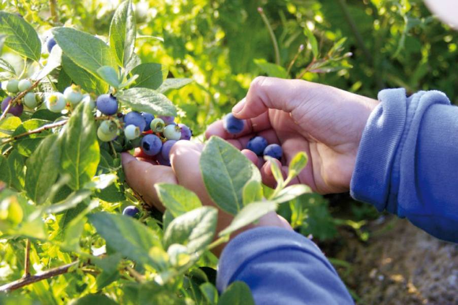 Científicos buscan reemplazar colorantes sintéticos con pigmentos naturales de berries