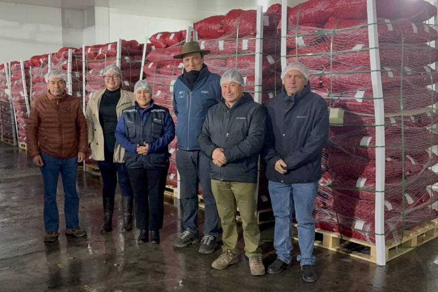 Castañeros de El Carmen consolidan exportaciones a Europa con más de 200 toneladas en 2026
