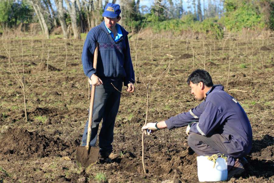 Agricultores critican falta de incentivos para la reconversión frutícola