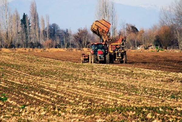 Gremios agrícolas instan a apoyar una reconversión “con tiempo” del rubro remolachero