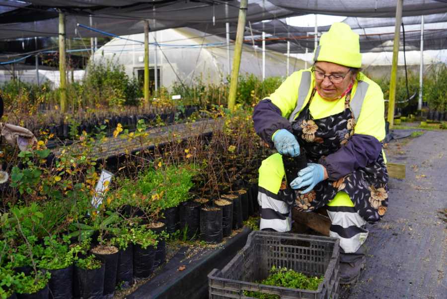 Plan de arborización registra 66,3% de avance en Ñ