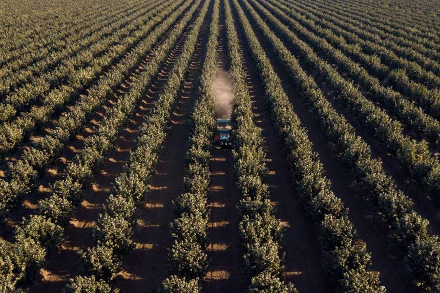 Proyecto de 630 hectáreas reafirma “boom” del avellano europeo en Ñuble